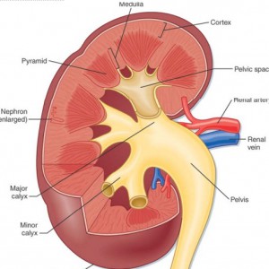 Renal Anatomy copy