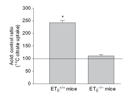 mice with or without ETb receptor and citrate signalling